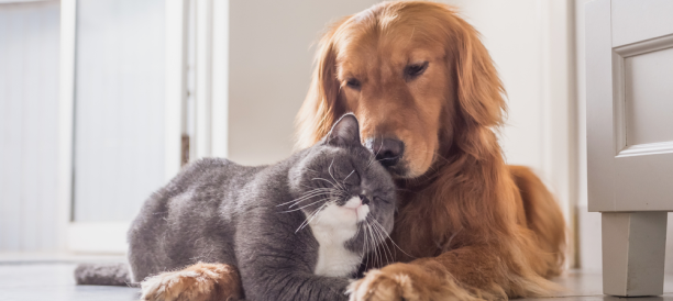 Trusted Pet Grooming Services and Best Pet Groomers in Kent