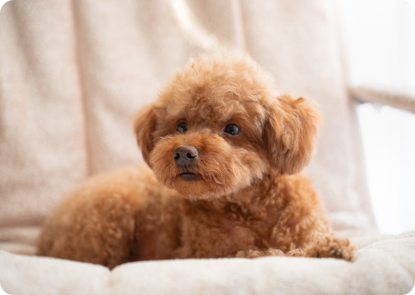 Dog resting